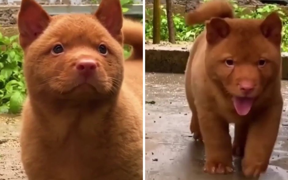 Котопес породы хмонг