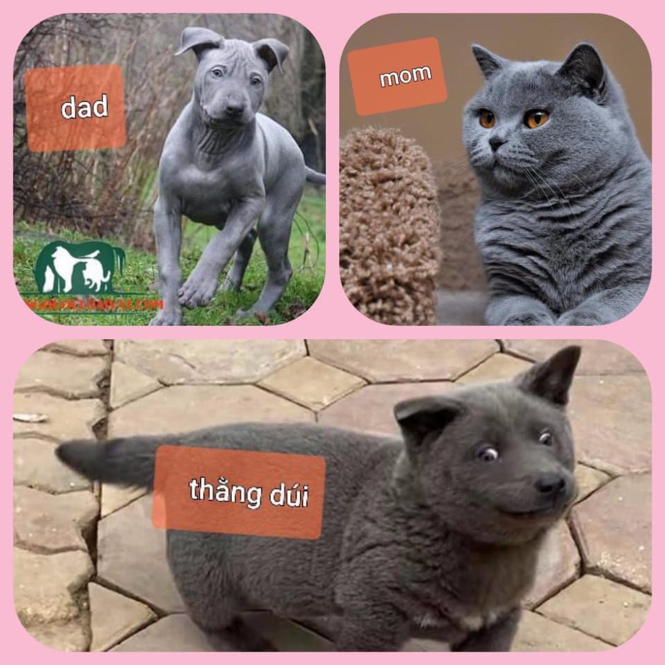 Куцехвостый хмонг Котопес