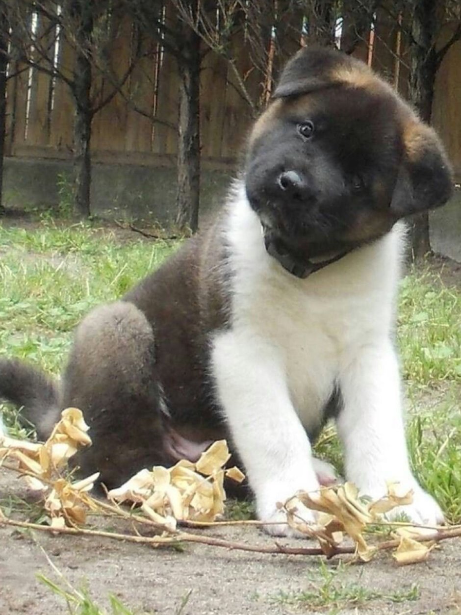 Китайский хмонг собака