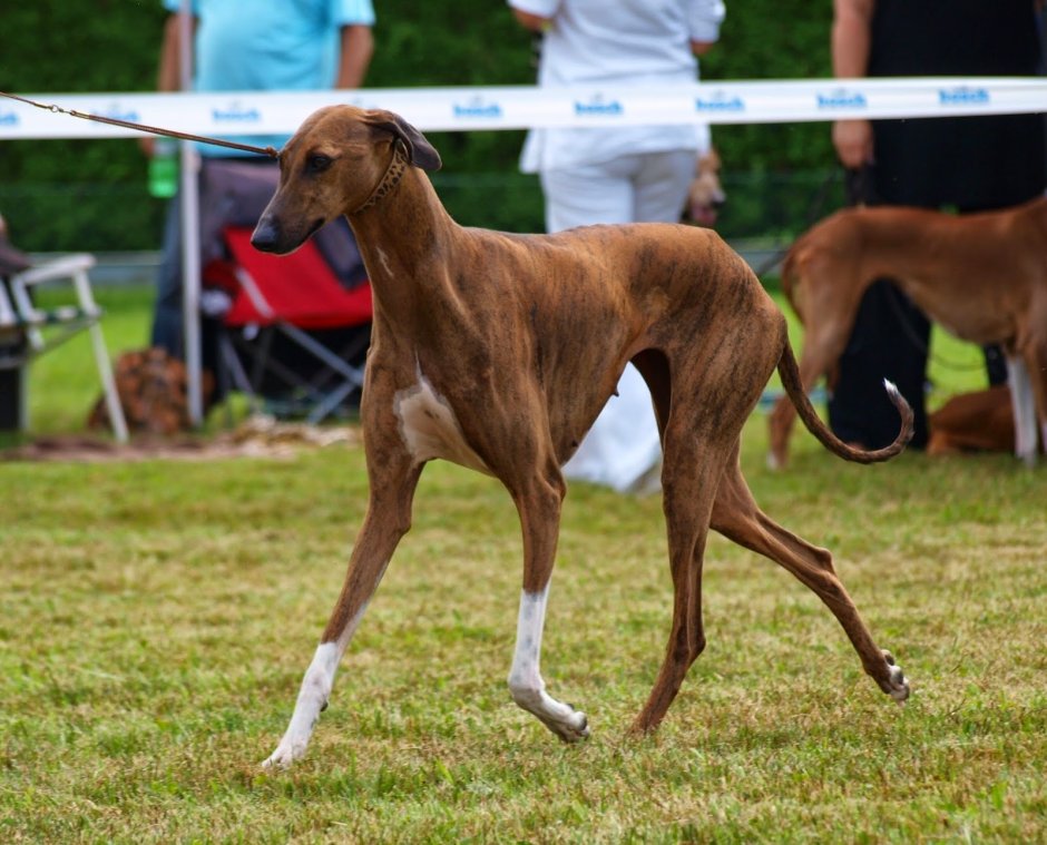 Померанский шпиц шоколадный