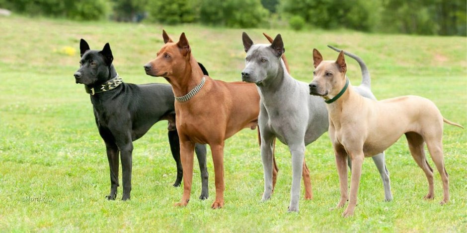 Покажи мне хозяина пригона