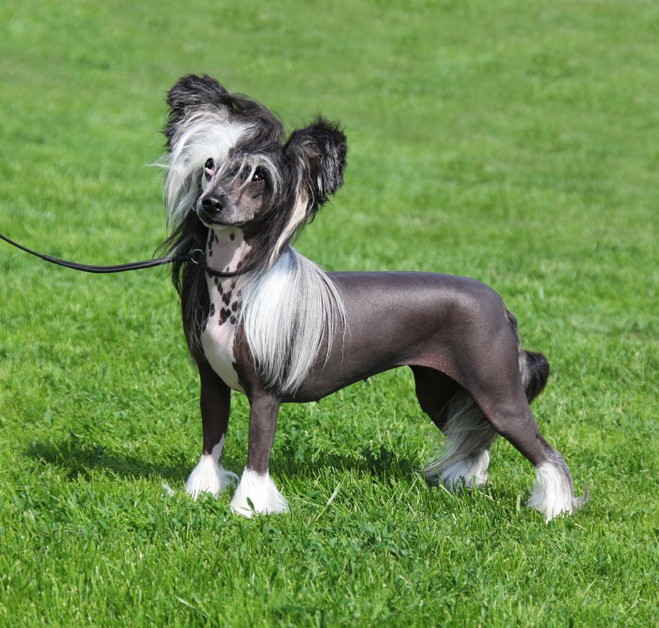 Японская порода собак Кай Кен