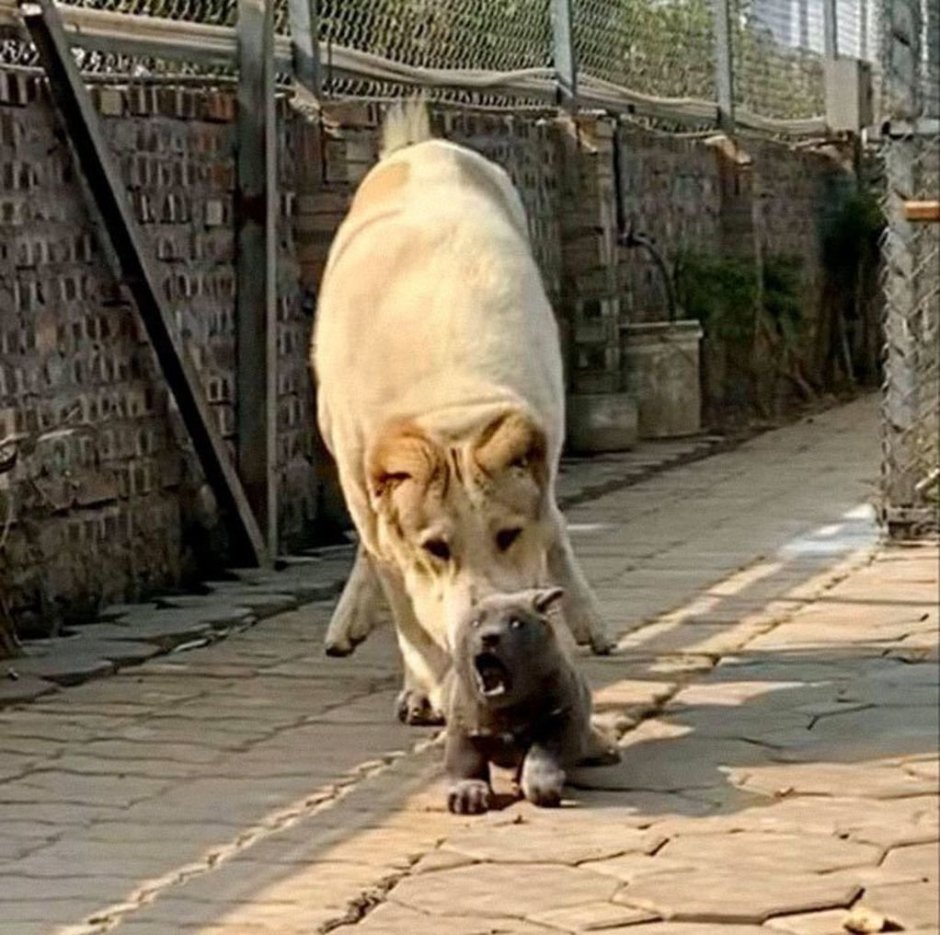 Фукуок риджбек