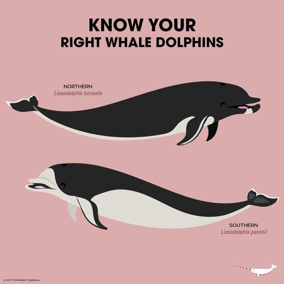 White face Dolphin