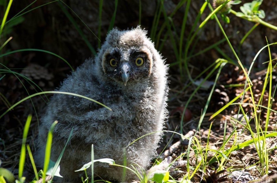 ASIO Otus птенец