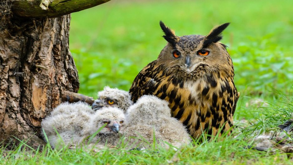 Филин Bubo Bubo