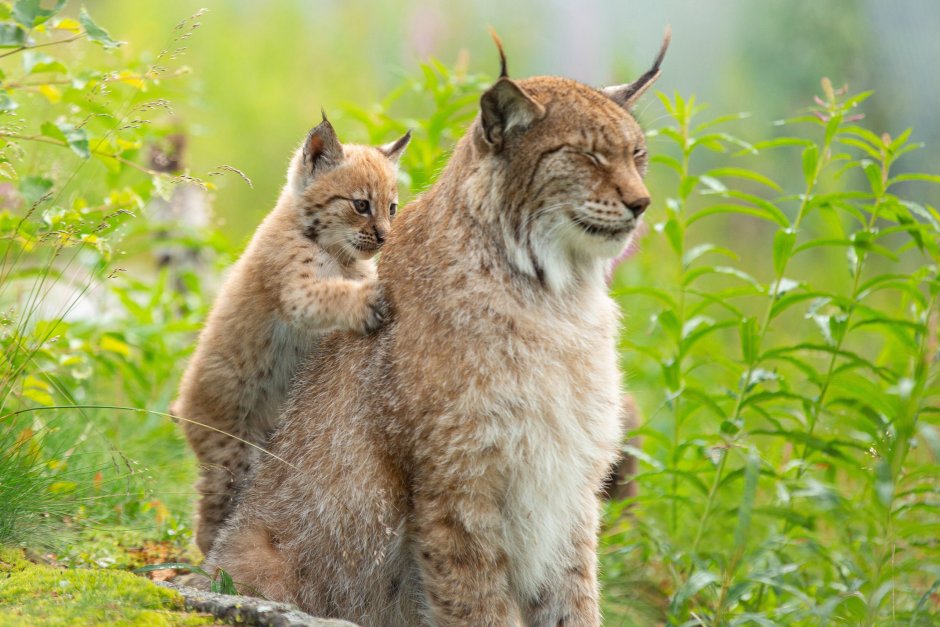 Кошки дикие