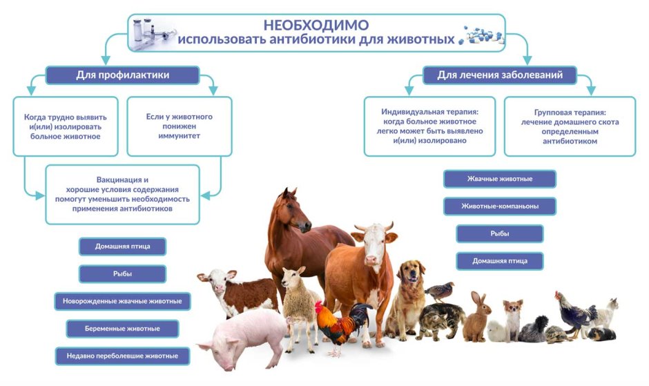 Антибиотики в животноводстве