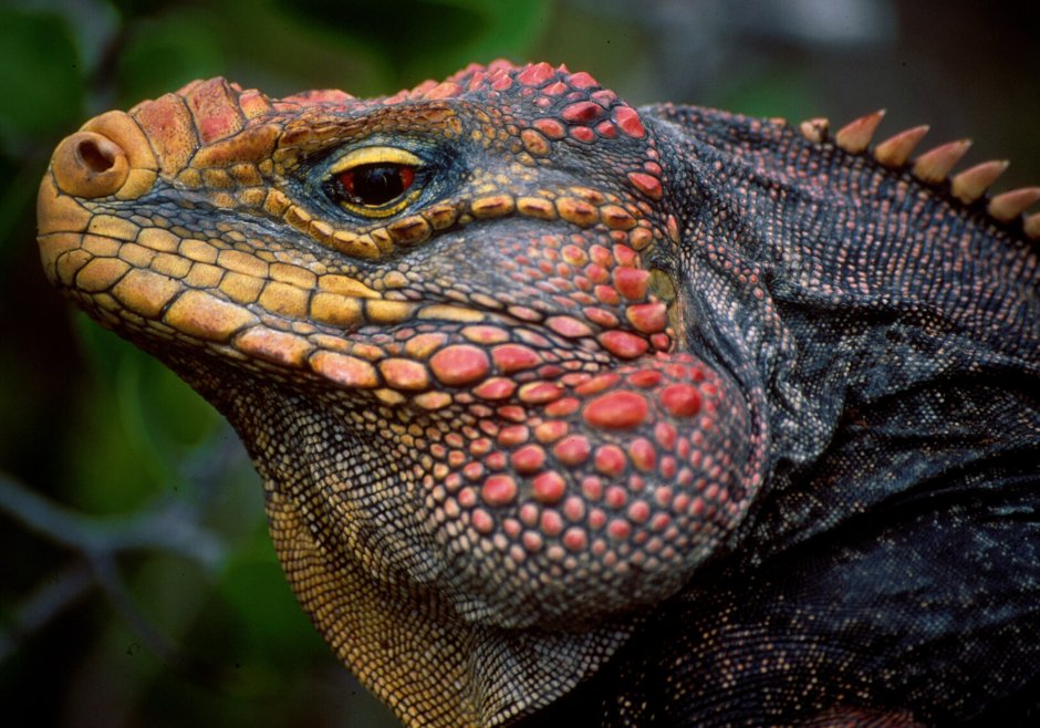 Зеленая игуана (Iguana Iguana)