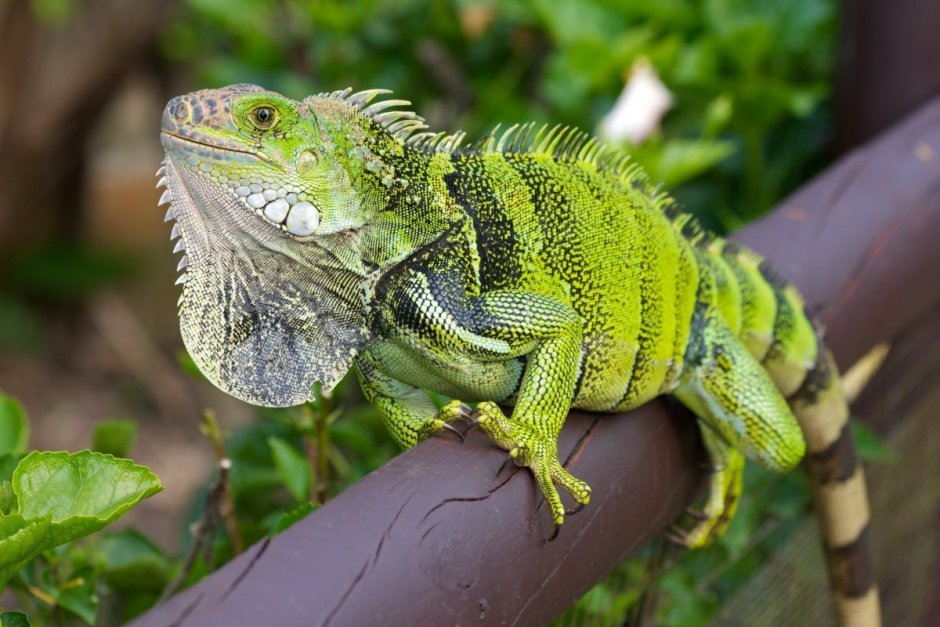 Strophurus spinigerus