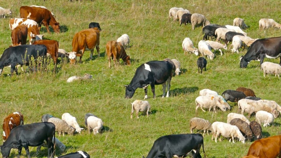 Livestock White background