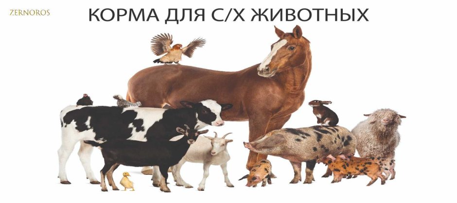 Сельскохозяйственные животные