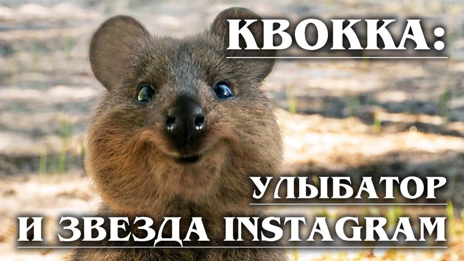 Квокка животное