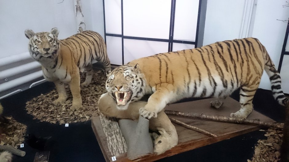 Магаданский тигр