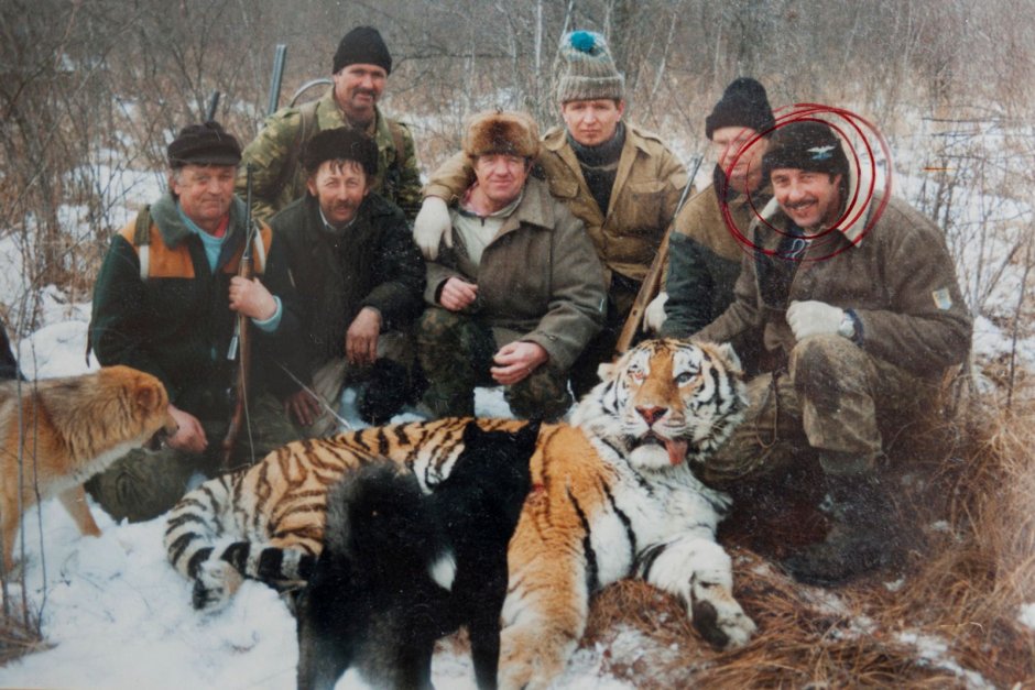 Амурский тигр Panthera Tigris altaica