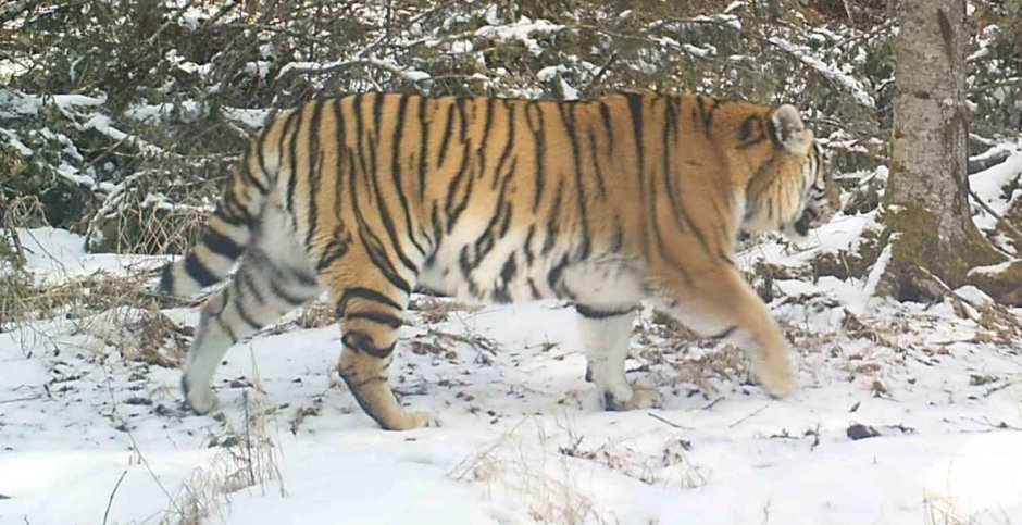 Амурский тигр Горная лавина