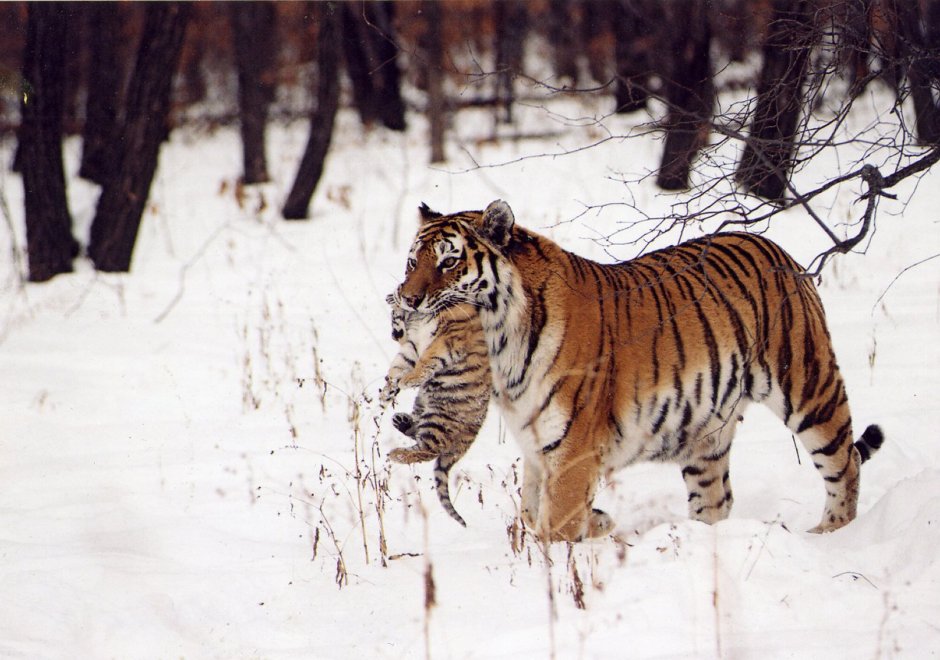 Амурский тигр в снегу