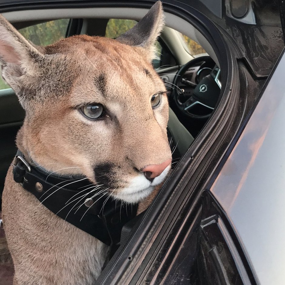 Пума Месси i am Puma