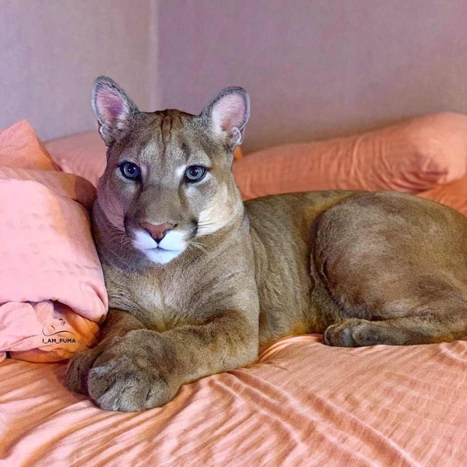 Пума i am Puma