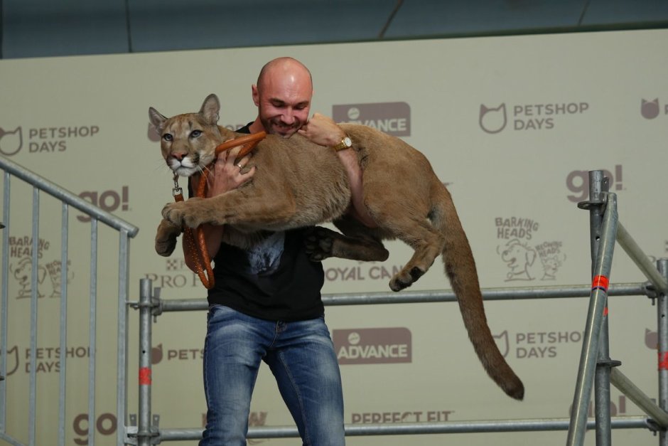 Пума i am Puma