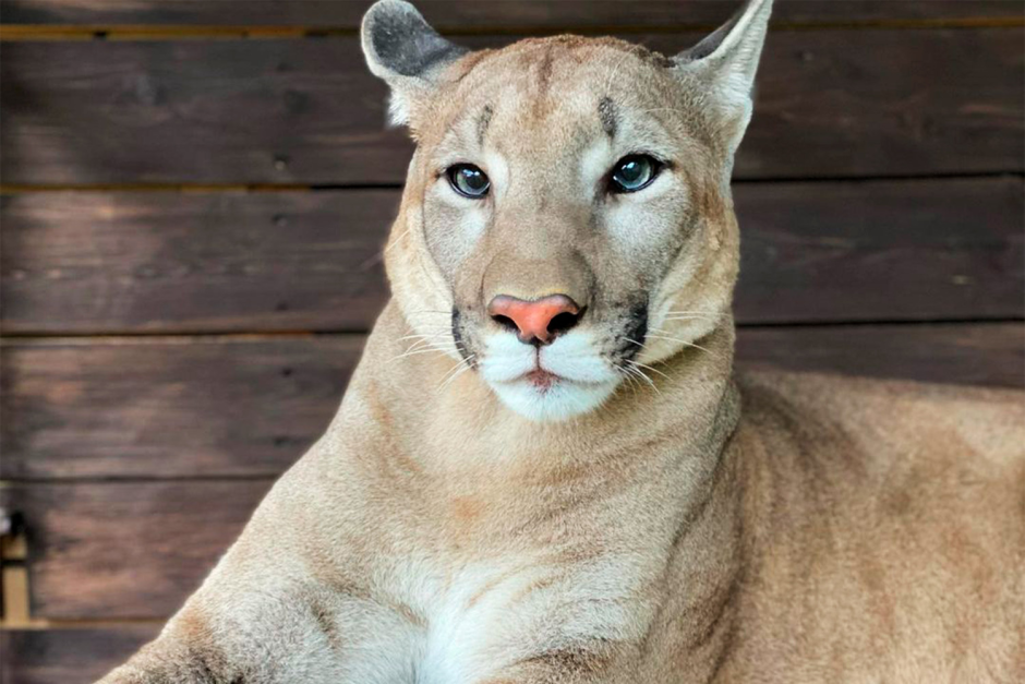 Пума (Puma concolor):