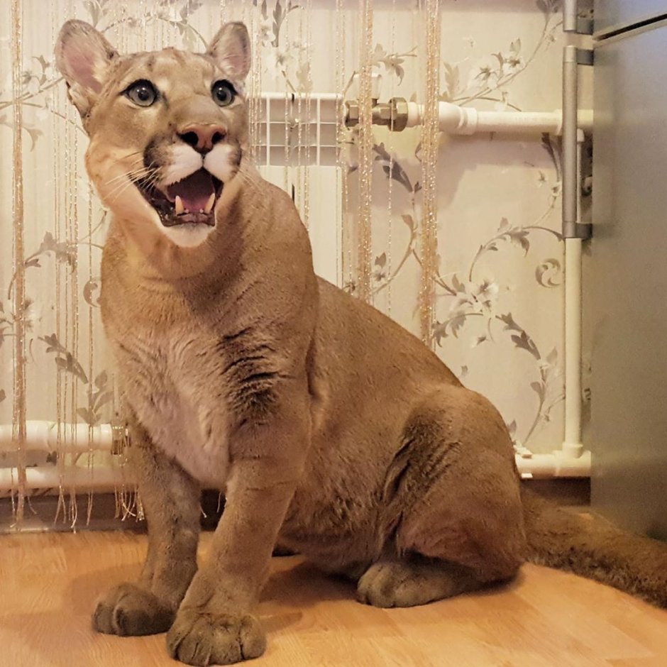 Пума Месси i am Puma