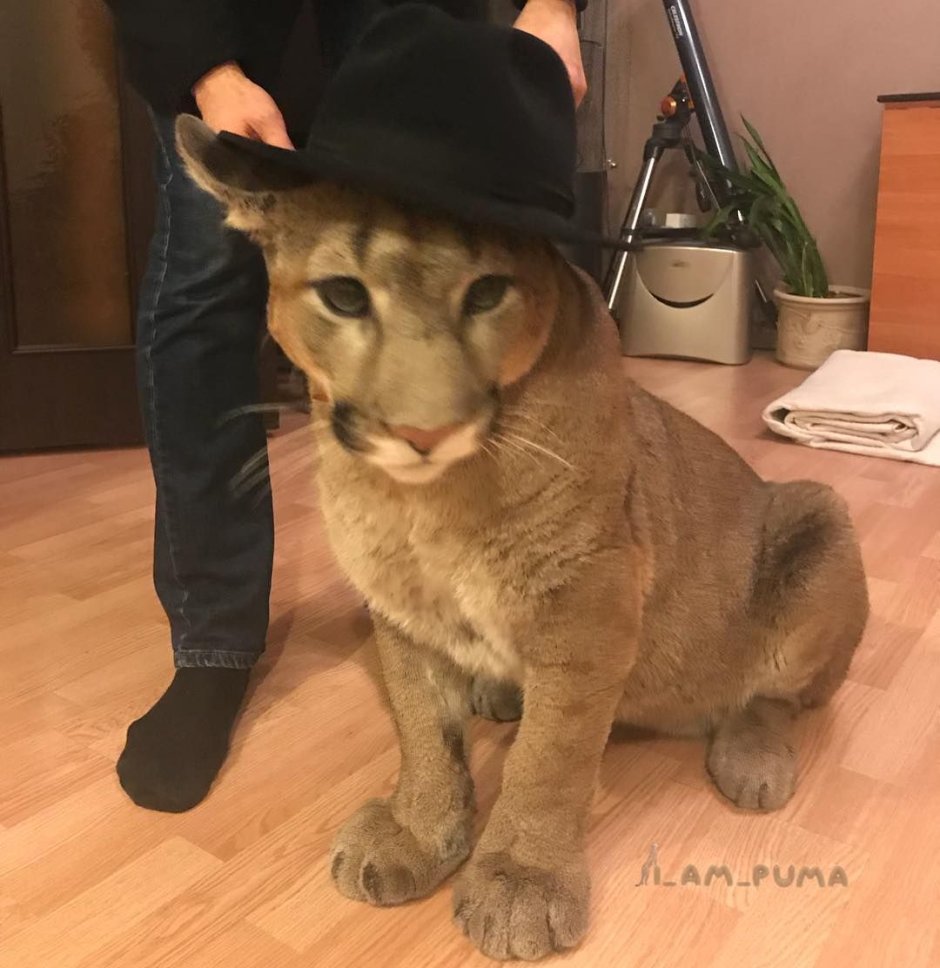 Львенок с голубыми глазами