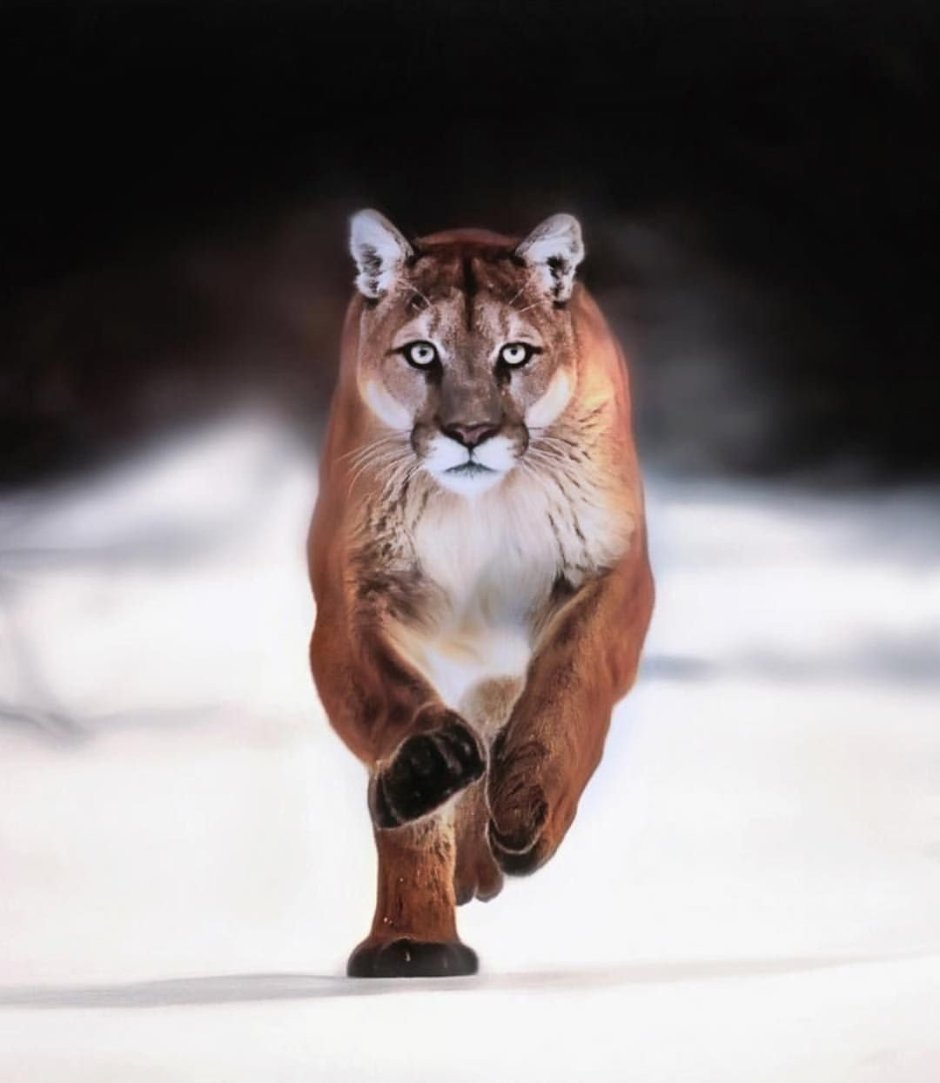 Пума Месси i am Puma