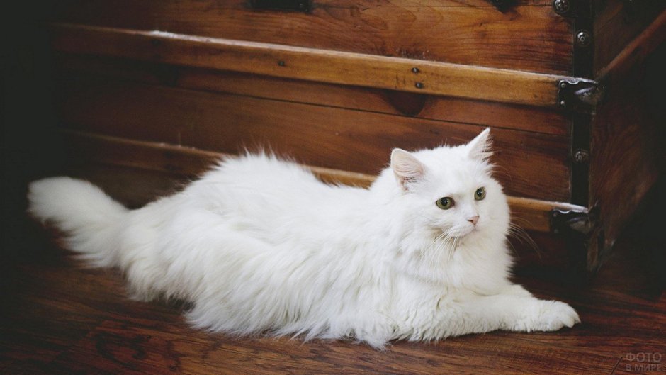 Ангорская кошка котята