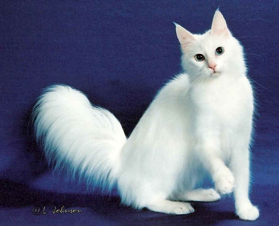 Сибирская ангорская кошка белая