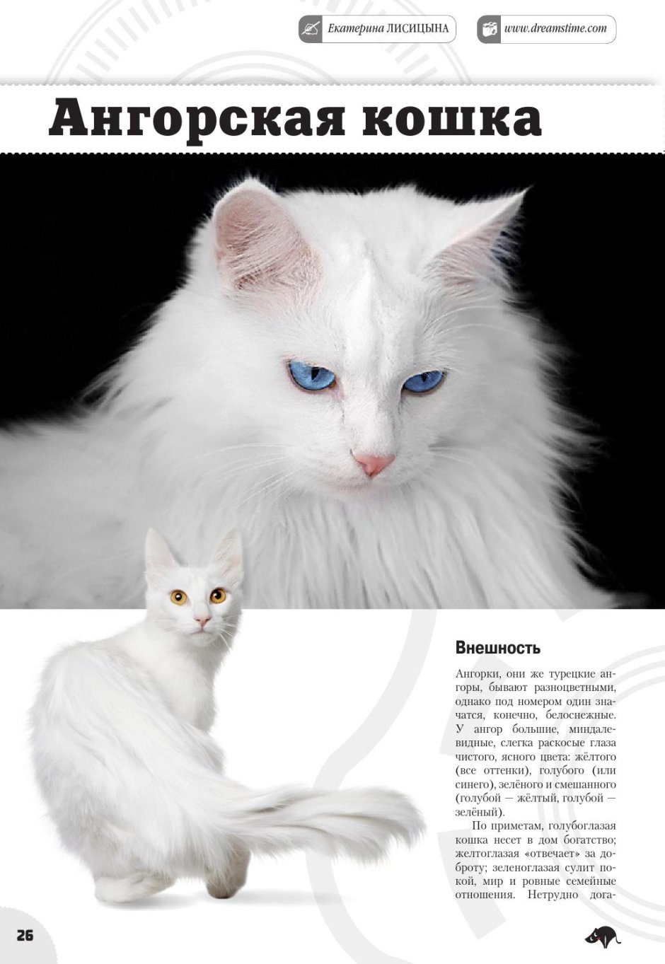 Котики ангароцкая кошка порода