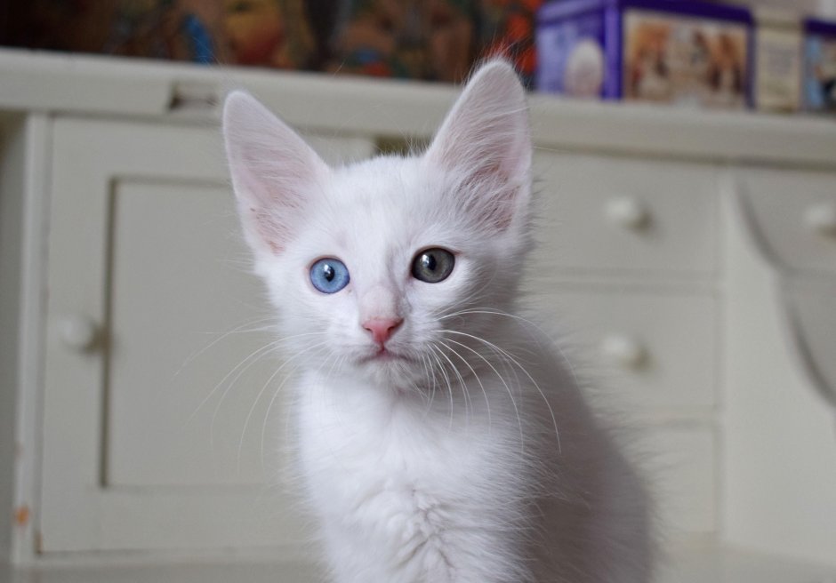 Ангорская кошка