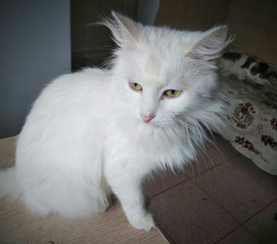 Тигровая ангорская кошка
