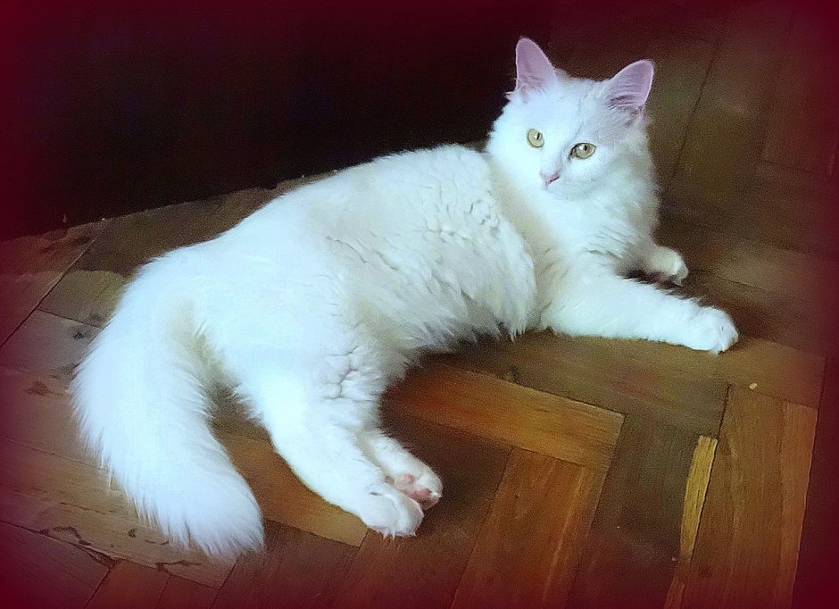 Кошка ангорская классификация
