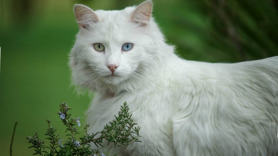 Турецкая ангора кошка