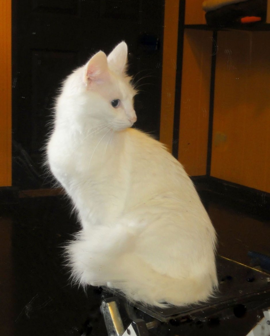 Турецкая ангорская кошка котята