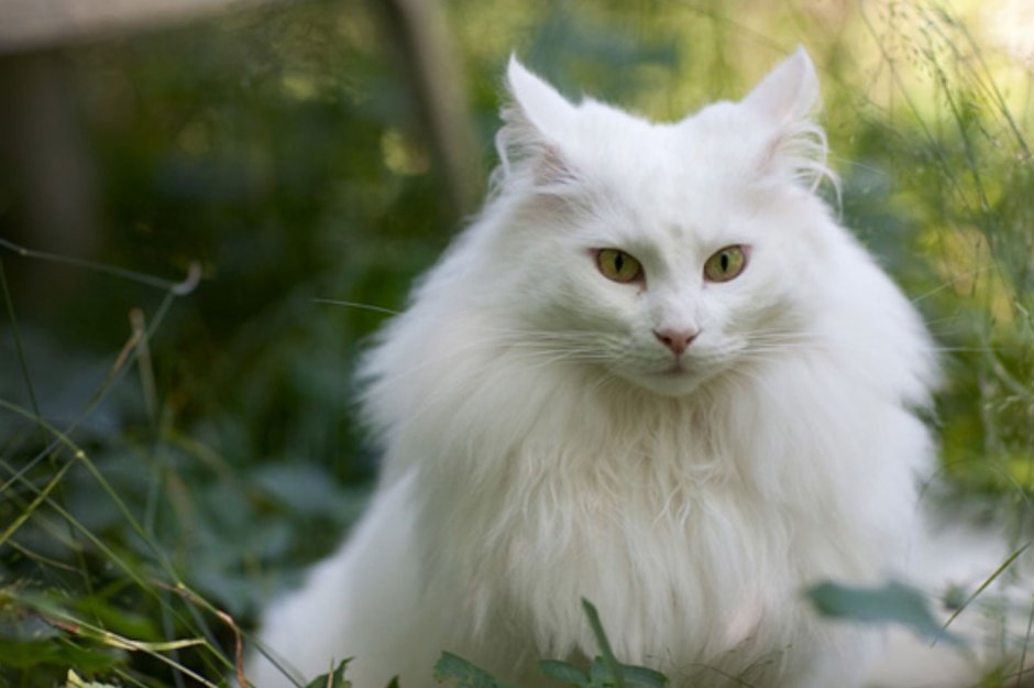 Турецкая ангорская кошка котята