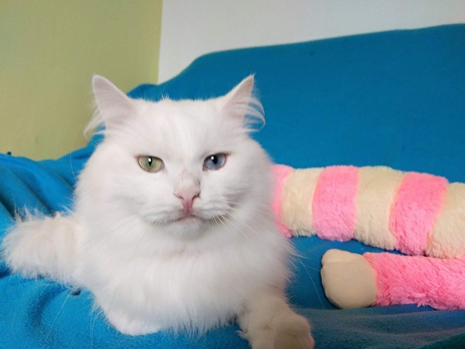 Турецкая ангора котята белые