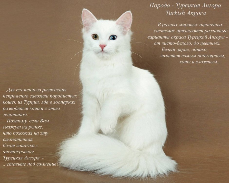 Турецкая ангорская кошка зимой
