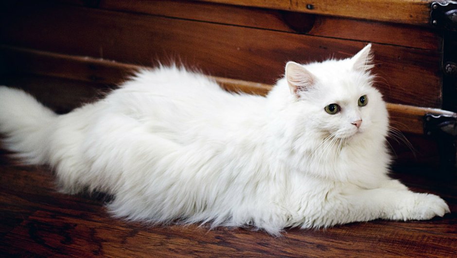 Сибирская ангорская кошка