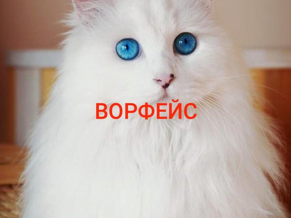 Сибирская ангора кошка серая