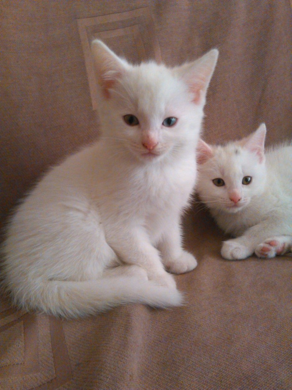 Толстый ангорский кот