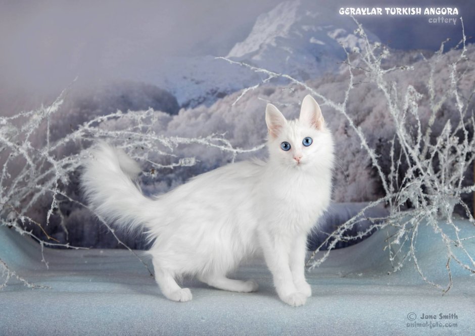 Белый кот настоящий