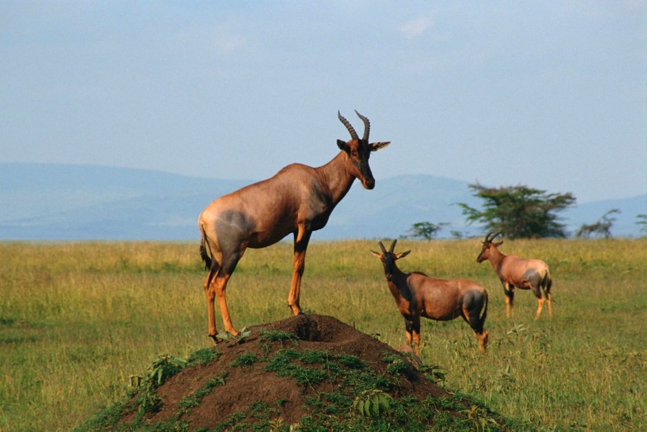 Tragelaphus imberbis