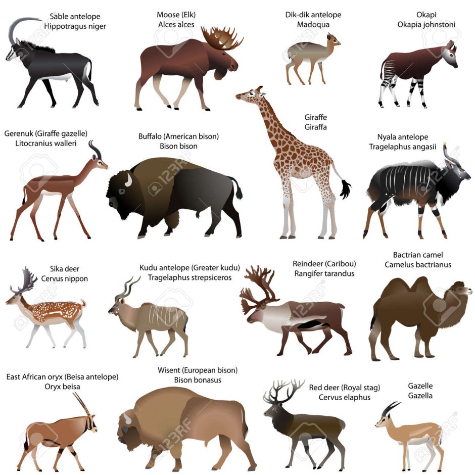 Сахалинская кабарга Moschus moschiferus sachalinensis