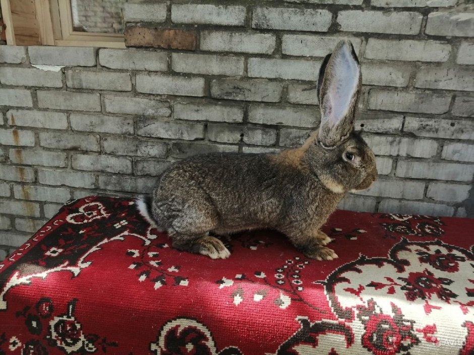 Кролик калифорнийский рекс