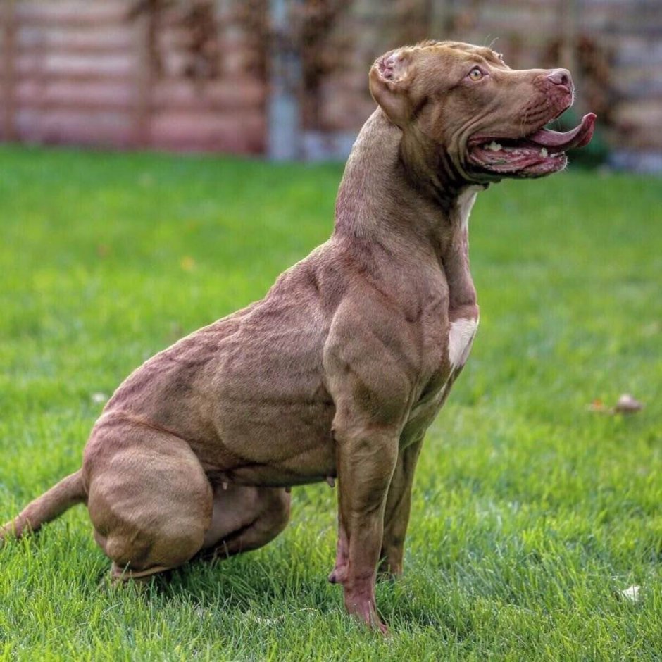 Кане Корсо