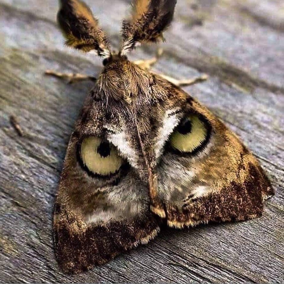 Мотылек Богонга