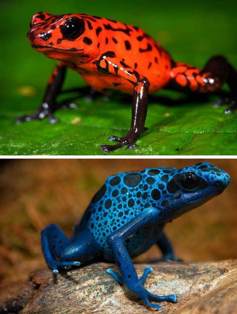 Лягушка древолаз Пумилио