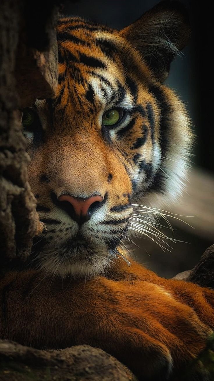 Люди и животные